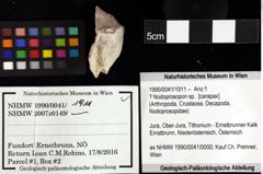 Foto (Objket + Etiketten) von Cracensigillatus acutirostris (Moericke, 1889) 